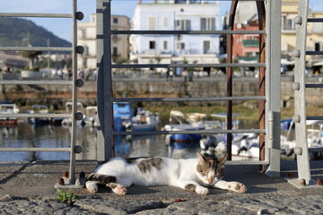 A cat sleeps in the ancient port of Pozzuoli, Italy.