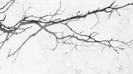 Fototapeta premium Blurred overlay effect enhances natural light photography Gray shadows of branches on a textured white wall create an abstract neutral background for poster design and presentation