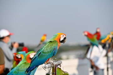 Military macaw waiting on wooden bar