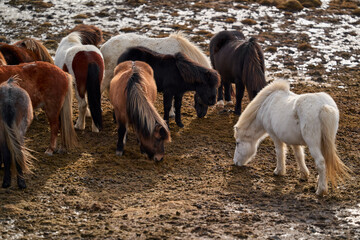 Herd of icelandic horses eating hay in a field