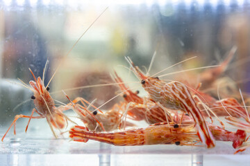 Shrimps in the Aquarium of the Fish Market