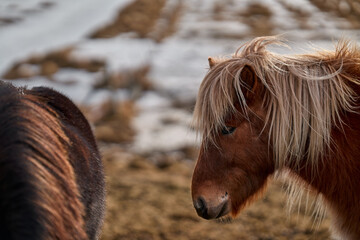 Icelandic horse standing on a meadow looking down