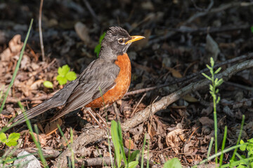 American robin on grey branch on ground