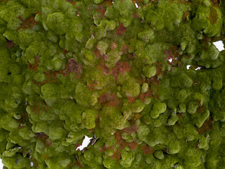 Aerial view of icelandic moss covering volcanic soil with snow
