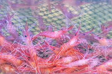 Shrimps in the Aquarium of the Fish Market