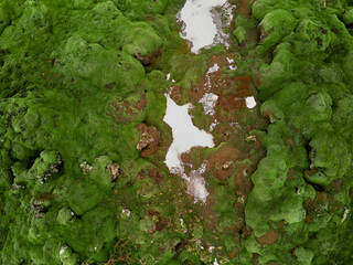 Green moss growing on volcanic soil with patches of snow