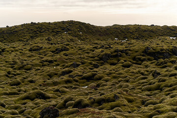 Green moss is covering the volcanic lava field in iceland