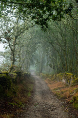footpath in the forest in galicia with myst