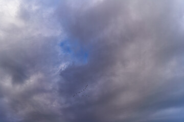 Fototapeta premium Flock of birds flying through cloudy sky
