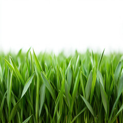 Fototapeta premium Golf Field Grass Isolated