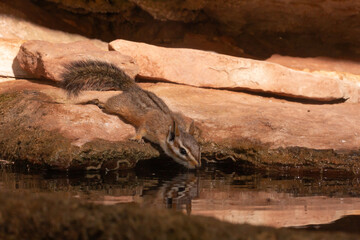 A chipmunk reaches over the edge of a sandstone slab to get a drink from the water below and is reflected in the water with a few ripples disturbing the surface. 