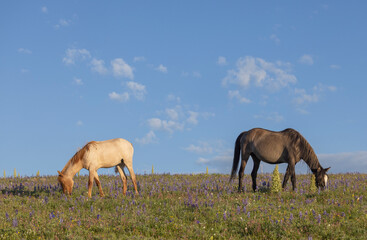 Obraz premium Wild Horses in the Pryor Mountains Montana in Summer