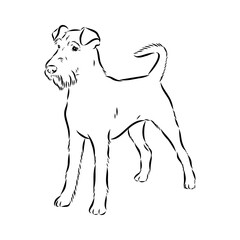 Dog . Vector silhouette of dog. Irish terrier, vector sketch