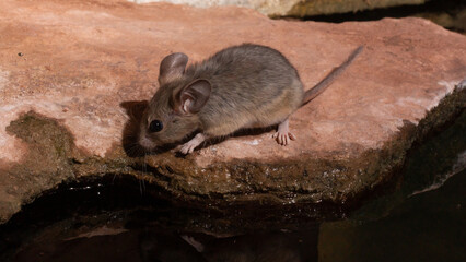 A Packrat looks over the edge of a red sandstone ledge as it reaches down to get a drink of clear...