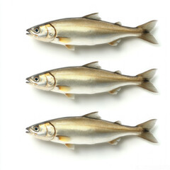 Fototapeta premium Herring Isolated