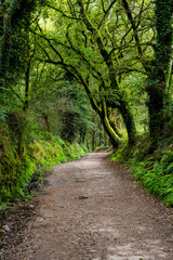 Obraz premium fantasy path in the forest