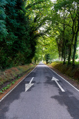 Road through the forest in spain