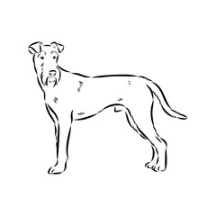 Dog . Vector silhouette of dog. Irish terrier, vector sketch