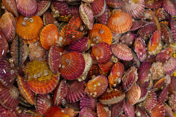 A Variety of Colorful Shells in a Fresh Seafood Market Display