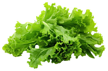 PNG Freshness green oak lettuce leaves vegetable plant food.