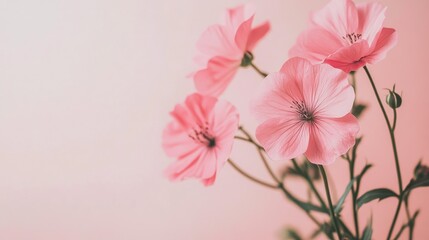 Soft pink flowers on a light pink background, creating a calm visual with plenty of room for messaging