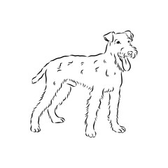 Dog . Vector silhouette of dog. Irish terrier, vector sketch