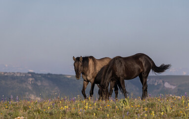 Fototapeta premium Wild Horses in the Pryor Mountains Montana in Summer