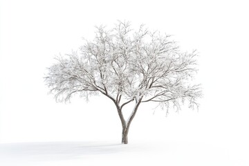Obraz premium winter tree snow isolated on white winter tree snow isolated on white