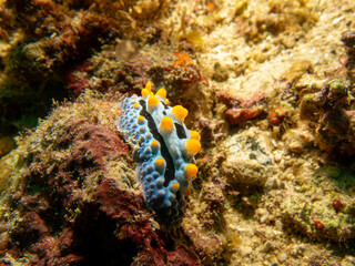Sea slug Phyllidia varicosa, or Wart Slug, is a colorful nudibranch with black stripes, and yellow spots. Picture from Puerto Galera, Philippines
