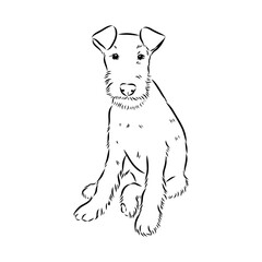 Dog . Vector silhouette of dog. Irish terrier, vector sketch