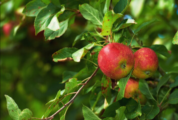 Nature, farm and red apple on trees in orchard for growth, harvest and organic produce outdoors. Agriculture, natural background and fruit for sustainability, ecology and healthy food in countryside