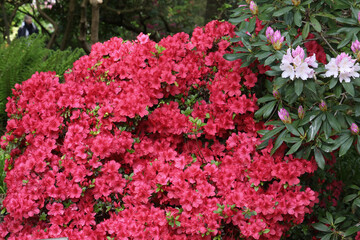  Fleurs de Rhododendron