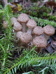 Armillaria mellea mushrooms in the forest