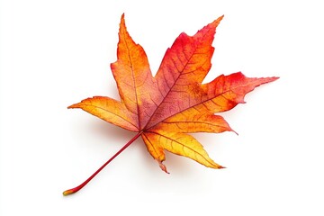 Autumn Maple leaf. colorful Autumn red maple leaf backlite on white background.
