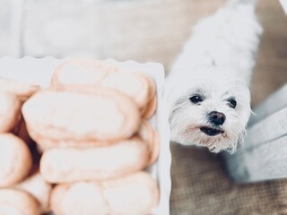 Maltese dog want to eat a biscuit.
