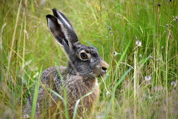 Hare sitting in the grass on a meadow and eating a dandelion on a sunny summer day