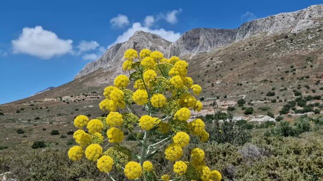 mountains in  Peloponnese and beautiful plant Ferula communis Giant fennel in  wind