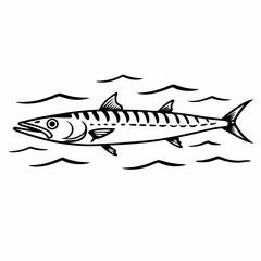 Barracuda vector
