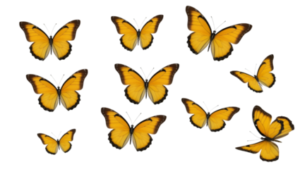 Yellow monarch butterflies