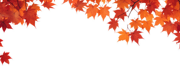 PNG Autumn maple leaves border backgrounds plant leaf.