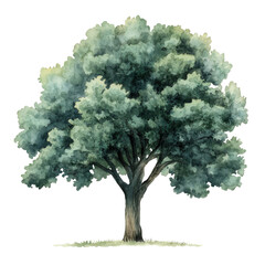 beautiful watercolor tree illustration showcasing lush green foliage, watercolor style
