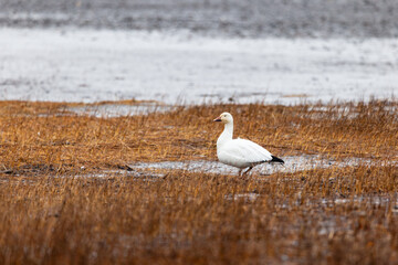 Selective focus profile view of adult greater snow goose standing on the south shore of the St....