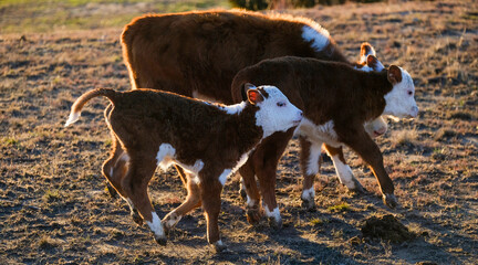 Playful hereford calves on Texas farm during winter season closeup, walking through field at golden...
