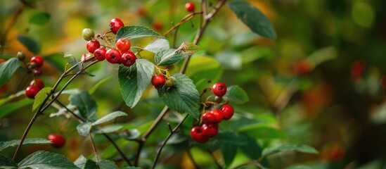 Red Berry In Wild Garden
