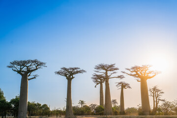 Fototapeta premium The iconic baobab tree silhouetted against a vibrant blue sky at sunset. The unique shape and size of these trees make them a must-see natural wonder. Avenue of baobabs in Morondava, Madagascar.