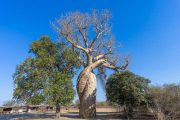 Two baobab trees intertwine in a romantic embrace, creating a heart-shaped form. Located on the...