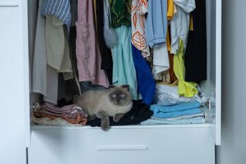 Curious cat lounging on clothing in a cluttered closet during daylight hours