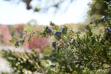 Berries on Ashe juniper branch closeup with blurred background fall season color.