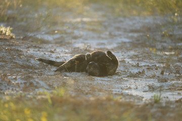 Cat rolling in dirt for summer dust bath at sunset outdoors.