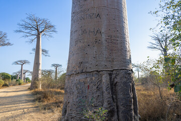 The sun shines through the branches of majestic baobab trees, creating a stunning silhouette...